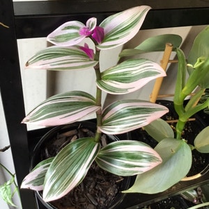 Lilac Tradescantia plant photo by @Happlesful named Bubblegum Lilac on Greg, the plant care app.