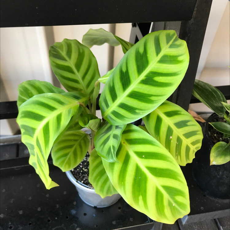 Photo of the plant species Zebra Calathea by @georgia.j named Calathea Zebrina on Greg, the plant care app