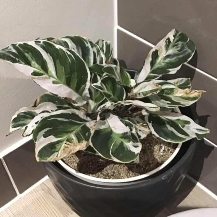 Calathea 'White Fusion' plant photo by @georgia.j named Calathea White Fusion on Greg, the plant care app.