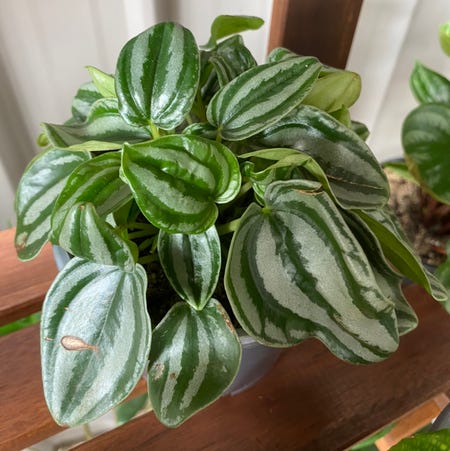 Photo of the plant species Peperomia Dwarf Watermelon by Happlesful named Mini Watermelon on Greg, the plant care app