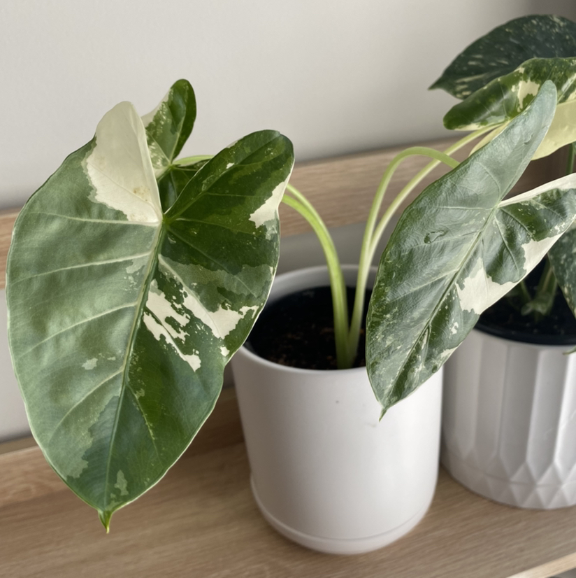 Variegated Alocasia plant in a white pot with green and white patterned leaves.