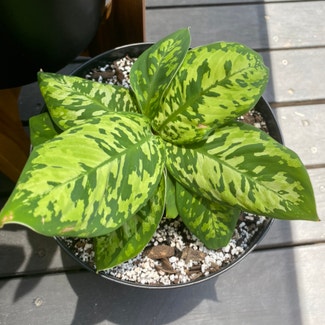 Homalomena 'Camouflage' plant in Newstead, Queensland