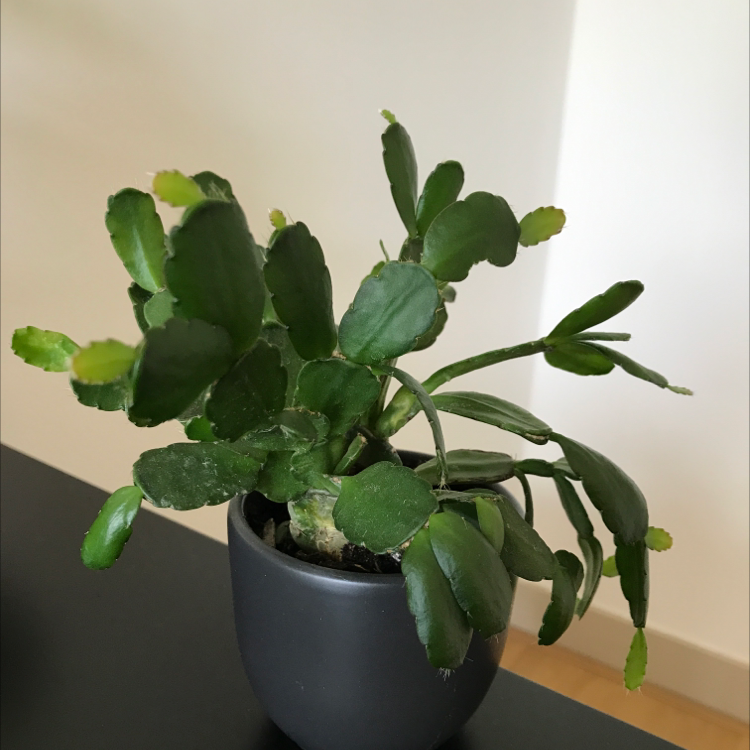 False Christmas Cactus plant photo by Pim named Cactusje on Greg, the plant care app.