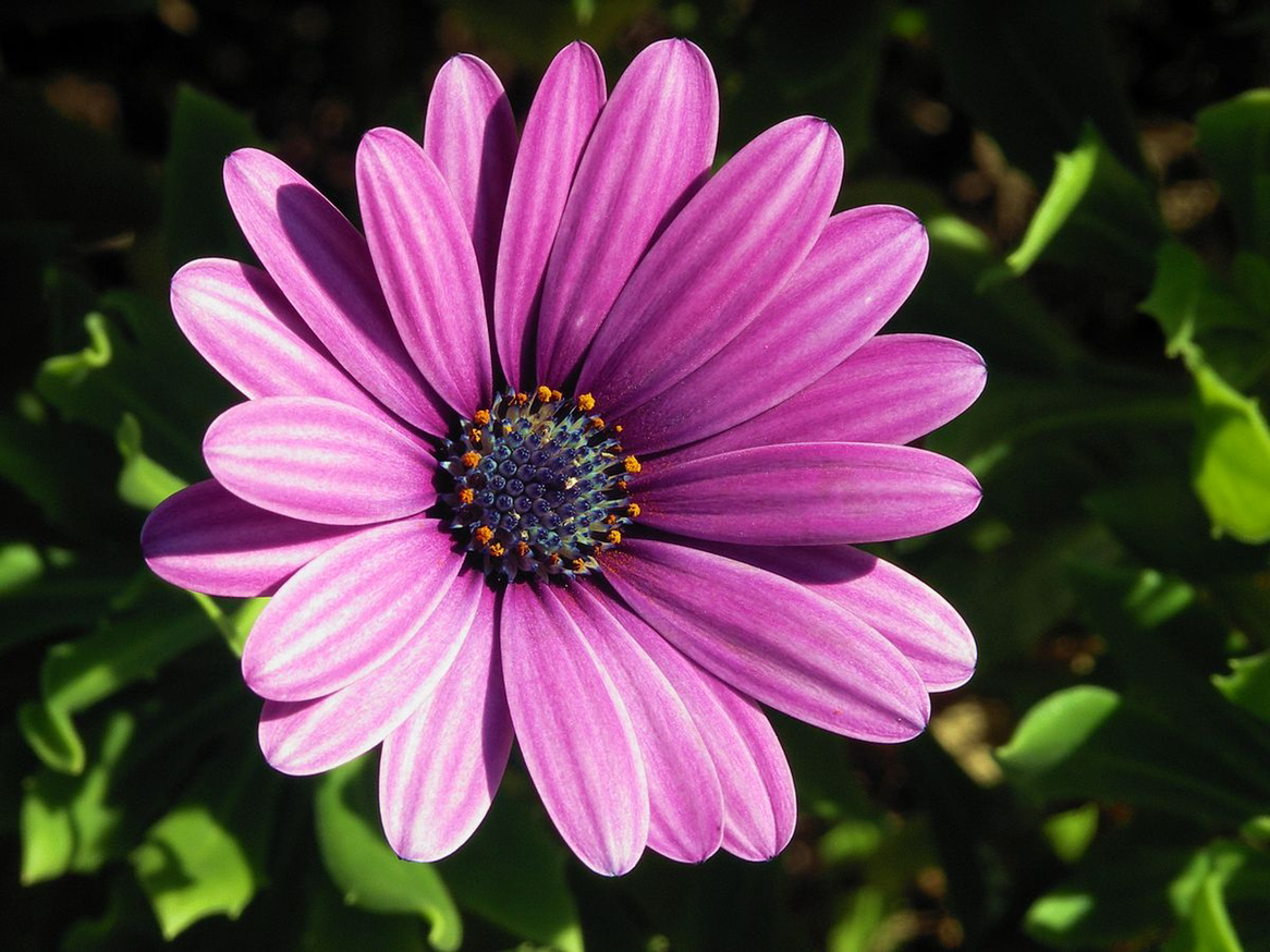 Close-up of a Van Staden's river daisy with vibrant purple petals and a dark central disc.