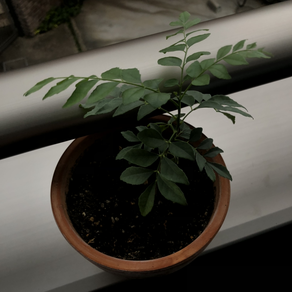 Potted Curry Tree plant with green leaves, healthy appearance.