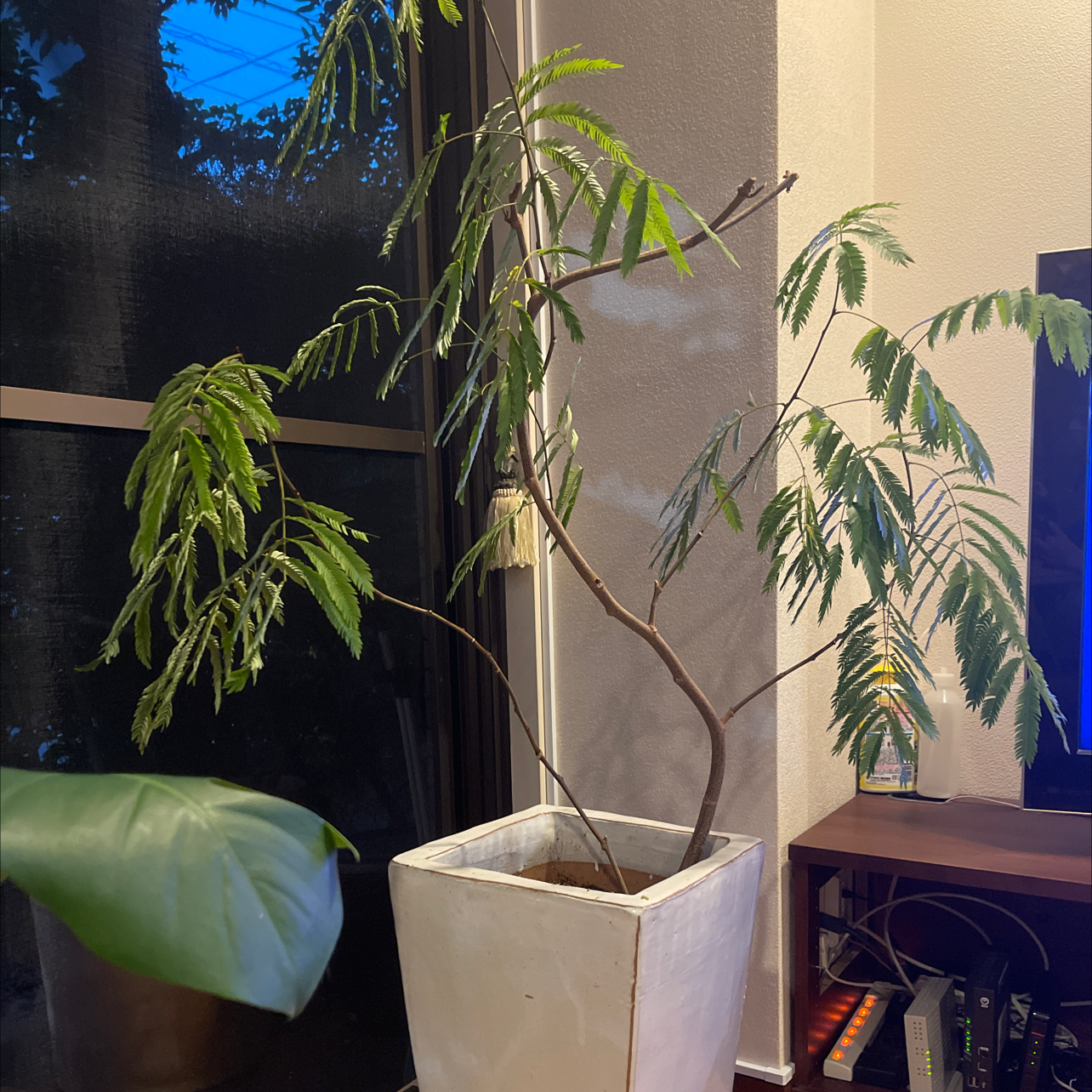 Indoor potted Silk Tree (Albizia julibrissin) with some yellowing leaves.