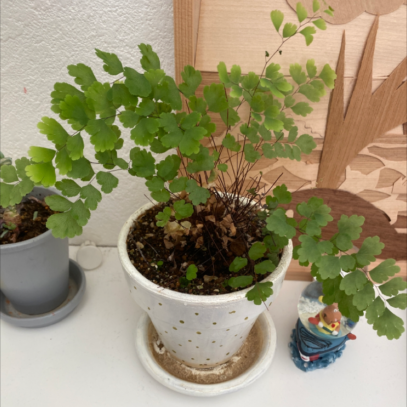 Pacific Maidenhair Fern in a white pot with some brown leaves in the center.