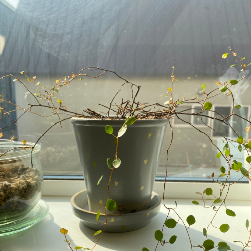 Potted Sprawling Wirevine plant on a windowsill with some yellowing leaves.