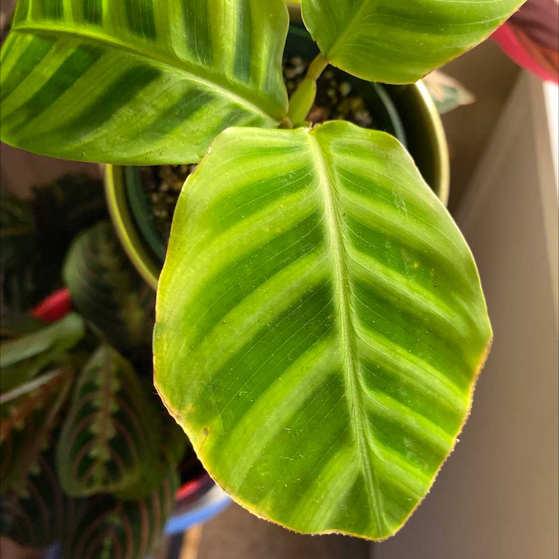 Zebra Calathea plant with green striped leaves and slight browning on edges.