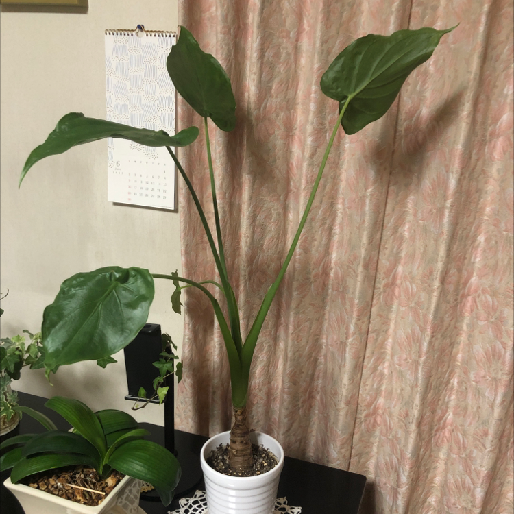 Photo of the plant species Alocasia 'Sarian' by @Satto1027 named Tamae on Greg, the plant care app