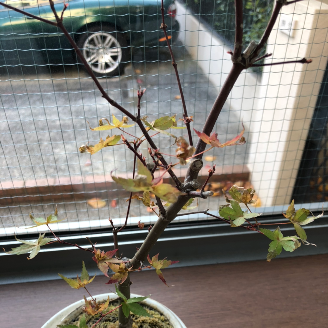 Why Is My Japanese Maple Not Doing Well?