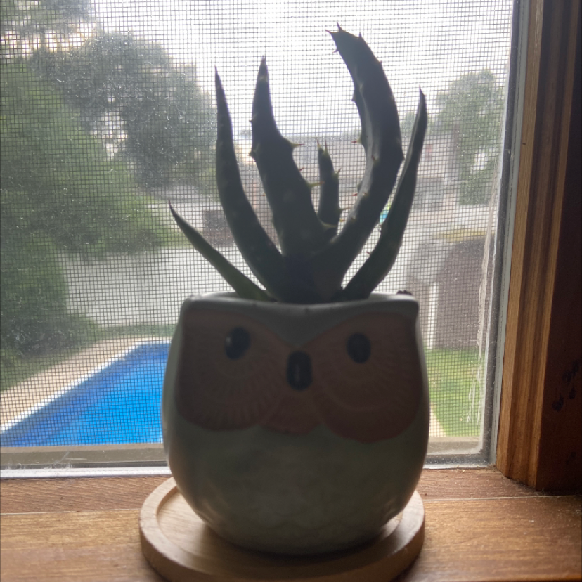 Photo of the plant species Mountain Aloe by @Ms_Rock named Aloise on Greg, the plant care app