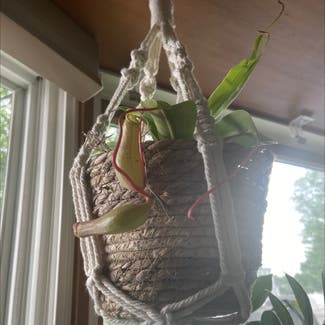 Tropical Pitcher Plant plant in Woodbridge Township, New Jersey