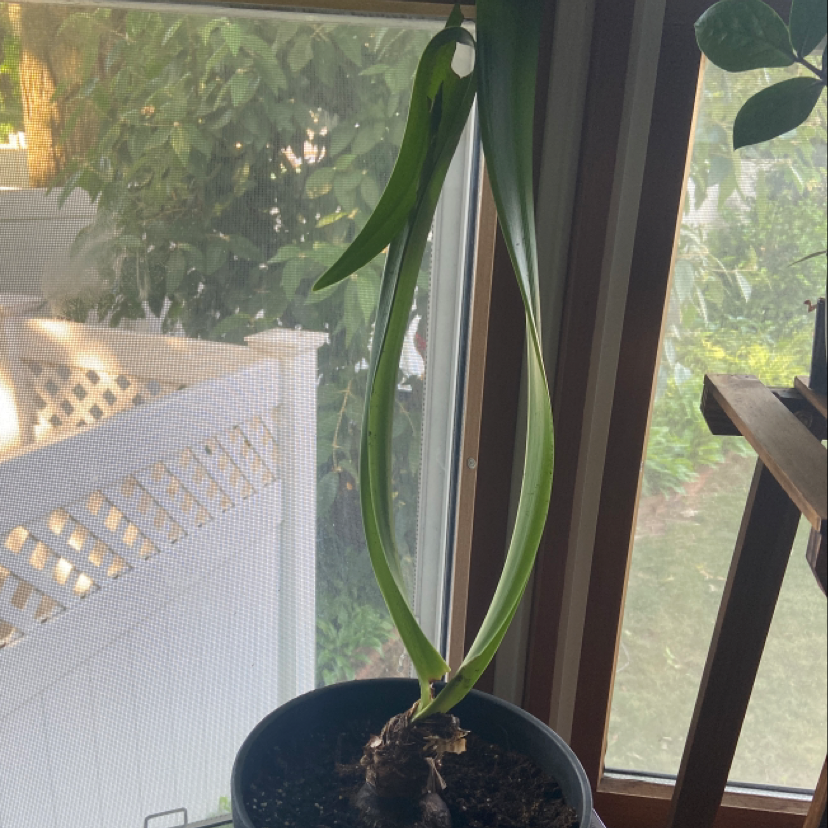 Photo of the plant species Mexican Lily by @Ms_Rock named Iggy on Greg, the plant care app