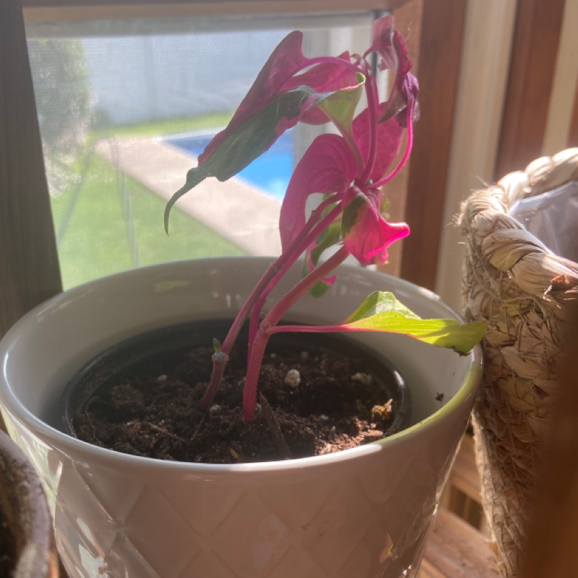 Photo of the plant species Party Time Alternanthera by @Ms_Rock named Tiffany on Greg, the plant care app