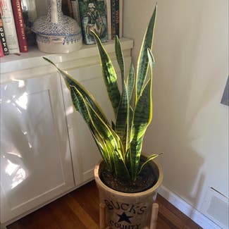 Snake Plant plant in Woodbridge Township, New Jersey