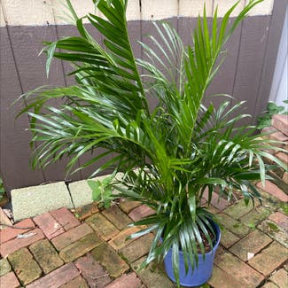 Kentia Palm plant in Woodbridge Township, New Jersey