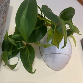 Philodendron Brasil plant in Woodbridge Township, New Jersey