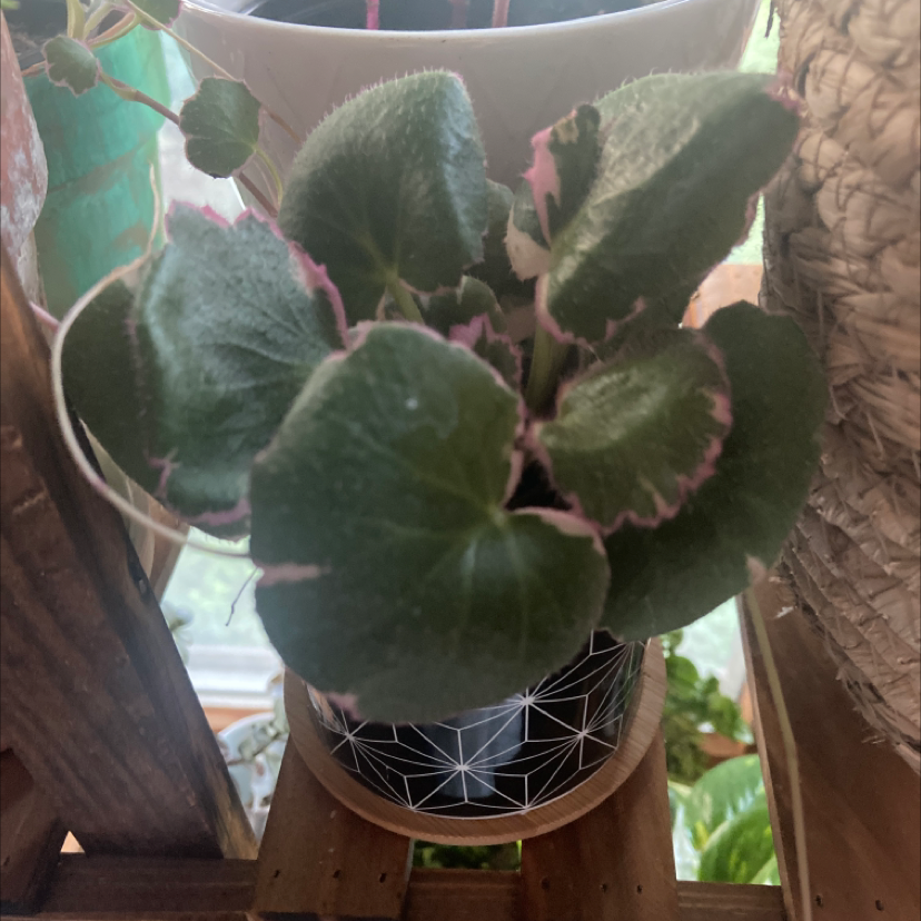 Photo of the plant species Strawberry Begonia by @Ms_Rock named Shortcake on Greg, the plant care app