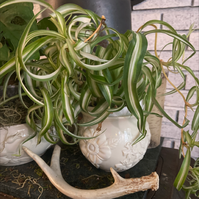 Photo of the plant species Curly Spider Plant by @Ms_Rock named Bonnie on Greg, the plant care app