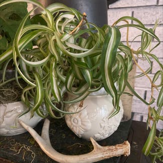 Curly Spider Plant plant in Woodbridge Township, New Jersey