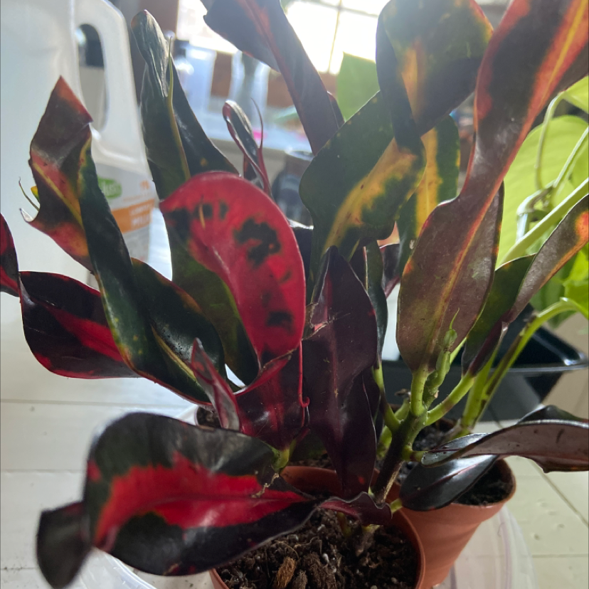 Photo of the plant species Croton Mammy by @Ms_Rock named Marley on Greg, the plant care app