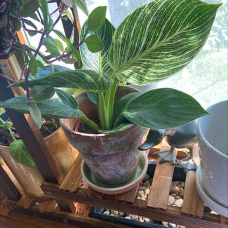 Philodendron Birkin plant in Woodbridge Township, New Jersey