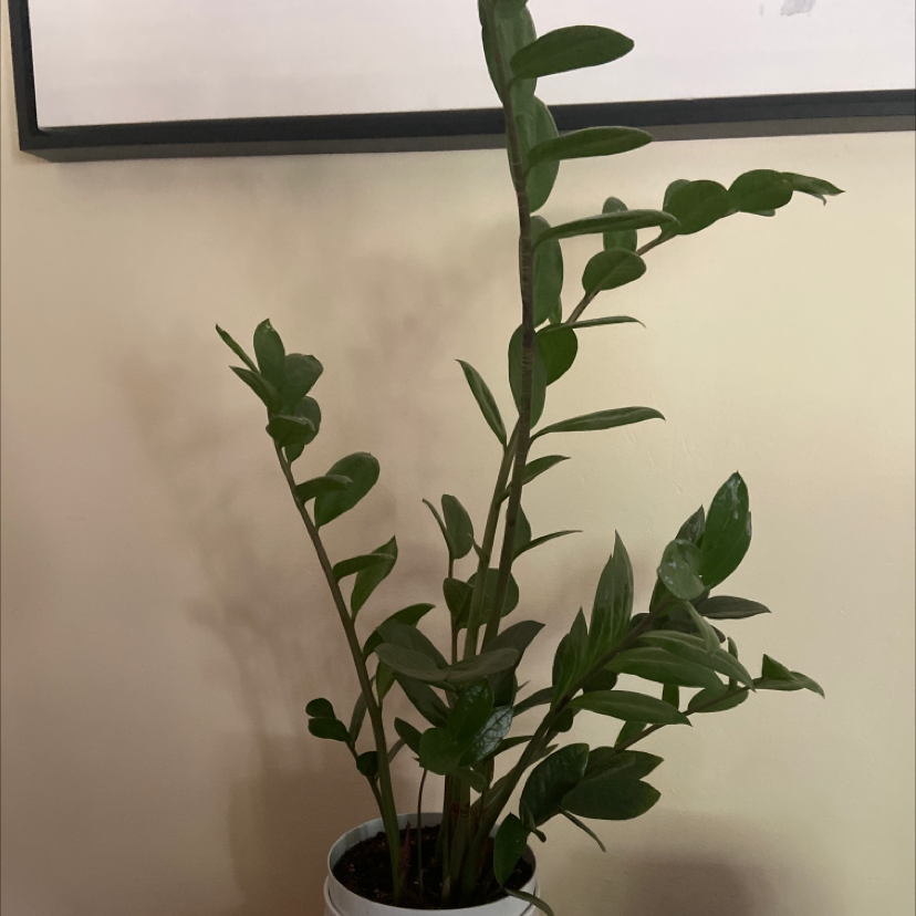 Zamioculcas Zamiifolia plant photo by @Ms_Rock named Dusty on Greg, the plant care app.