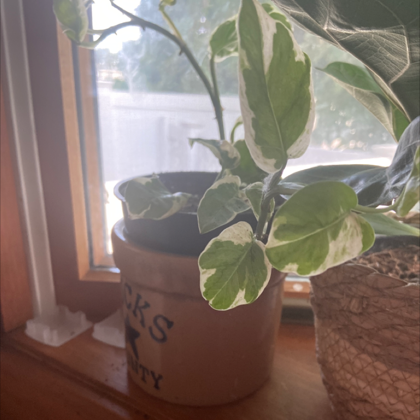 Photo of the plant species Peperomia 'Ginny' by @Ms_Rock named Ginny on Greg, the plant care app
