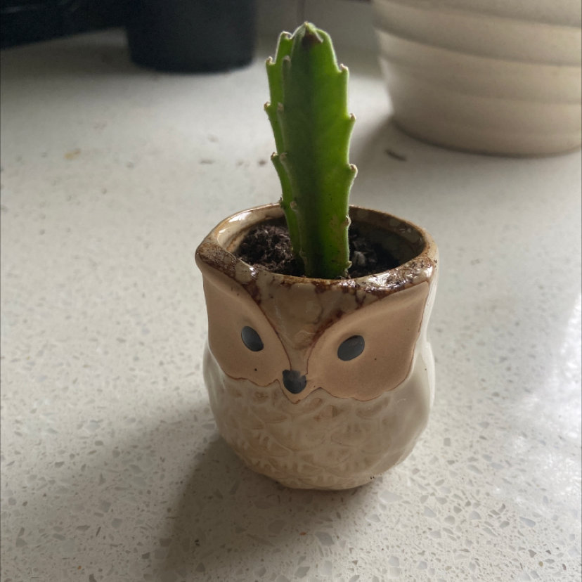 Lifesaver Cactus in a decorative owl-shaped pot on a light-colored surface.