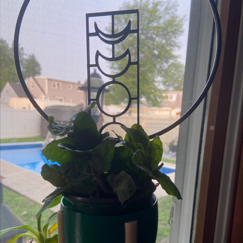 Photo of the plant species Arabian Jasmine by @Ms_Rock named Jasmine on Greg, the plant care app