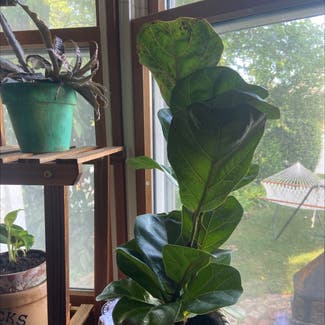 Fiddle Leaf Fig plant in Woodbridge Township, New Jersey