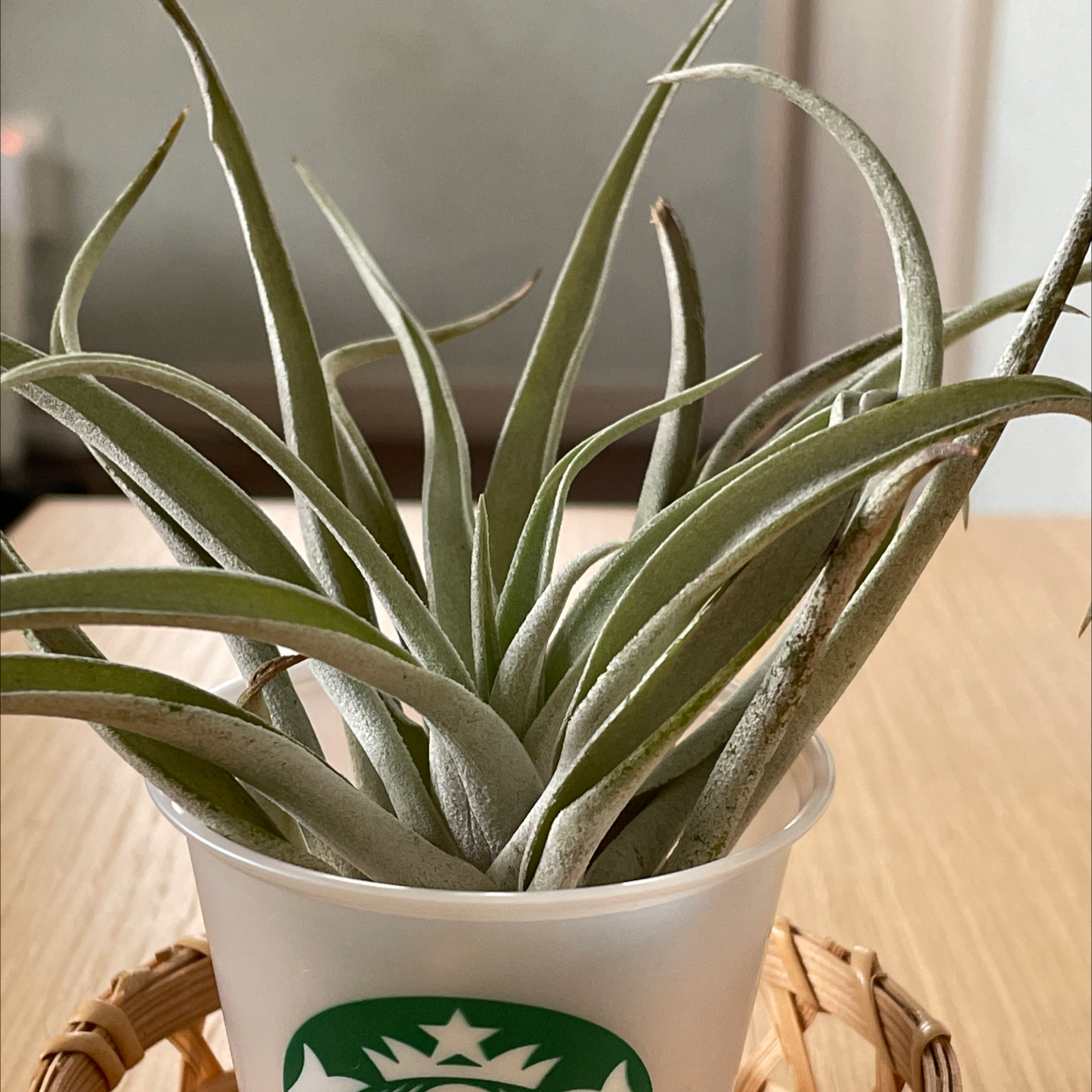 Photo of the plant species Capitata Air Plant by @otaka.origin named Capitata on Greg, the plant care app