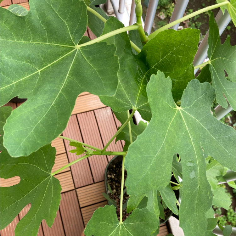 Brown Turkey Fig plant with healthy green leaves on a wooden deck.