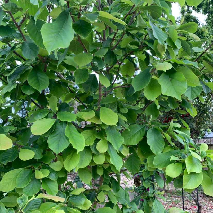 Plant care for Butterfly Magnolia on Greg, the plant care app