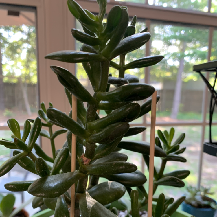 Lucky Plant plant photo by Syrena named Eva on Greg, the plant care app.