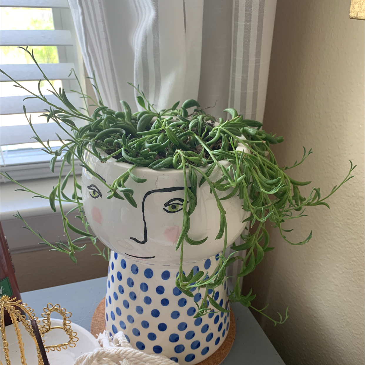 Healthy String of Bananas plant in blue polka-dot pot on windowsill, long trailing vines resembling miniature bananas