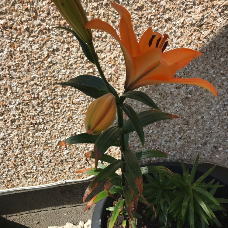 Tiger Lily plant with an orange flower and a bud, some leaves show browning tips.