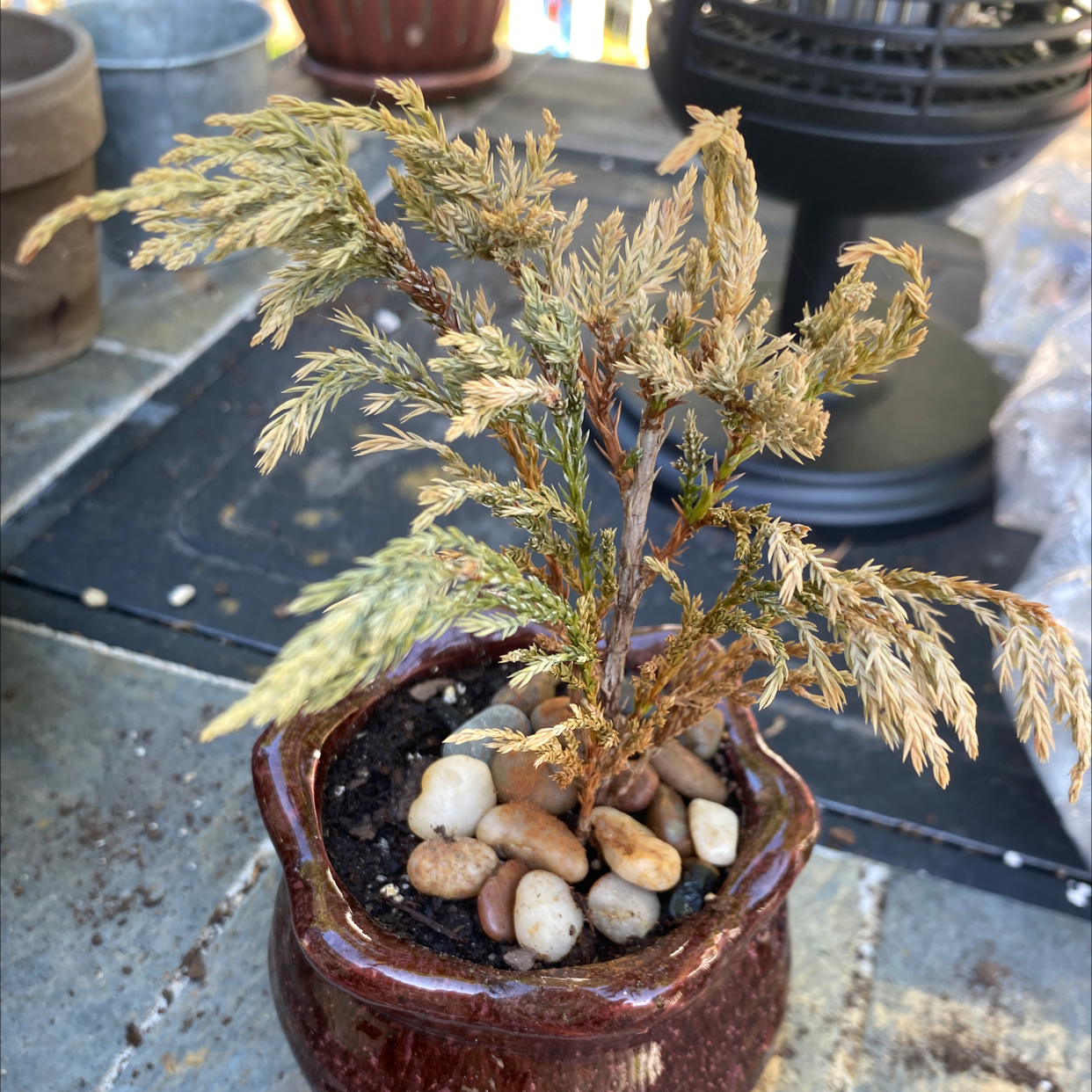 American Juniper plant in a pot with visible browning and pebbles on the soil.