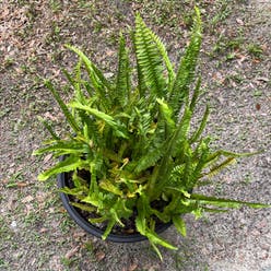 Erect Sword Fern plant