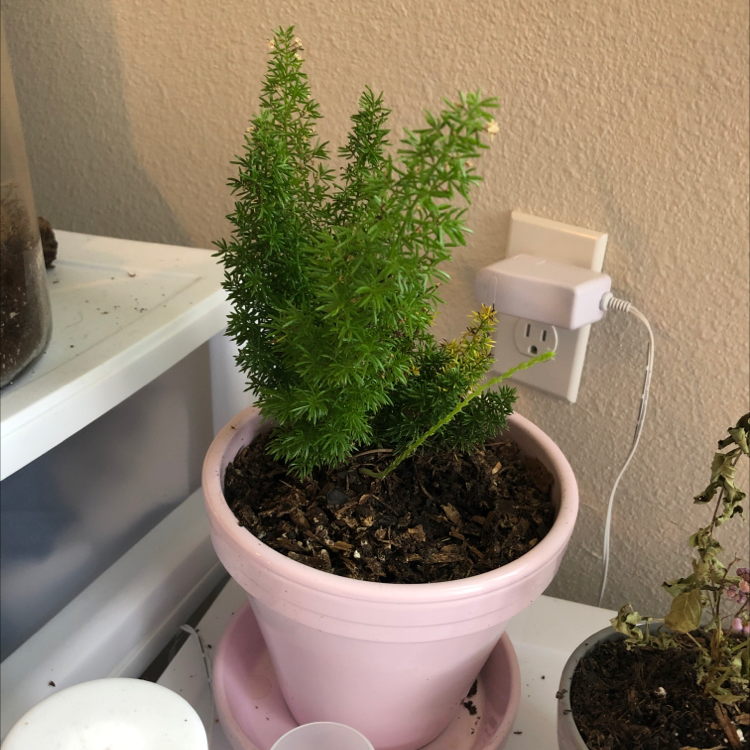 Healthy plume asparagus plant with feathery green foliage growing in a pink ceramic pot on a white shelf.