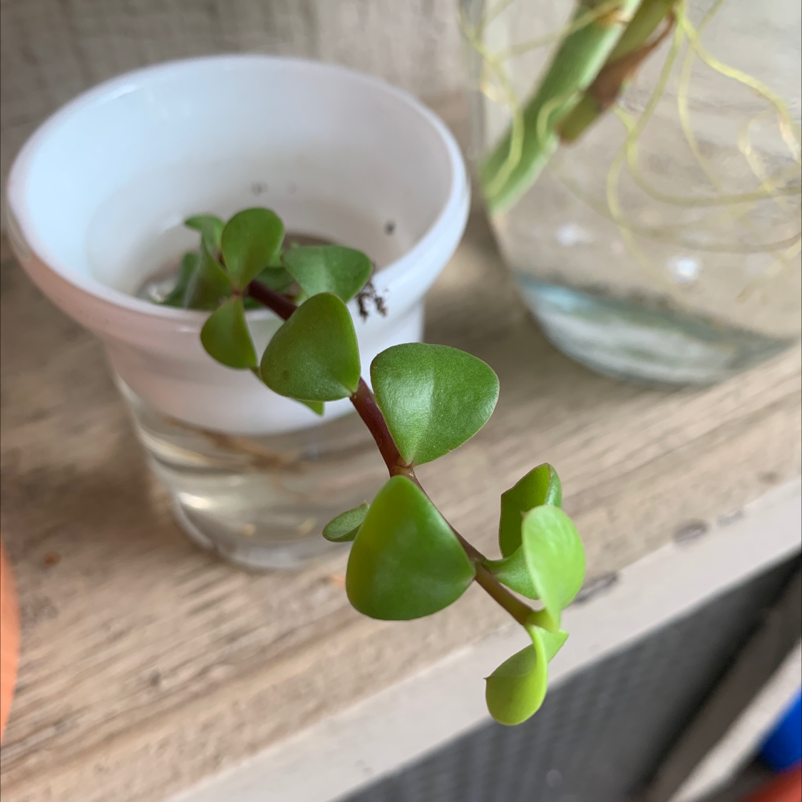Elephant Bush plant in a container with water, showing healthy green leaves.
