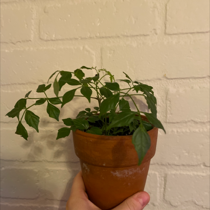 Healthy young China Doll plant with bright green compound leaves in a terracotta pot, held by a person's hand against a white brick wall.