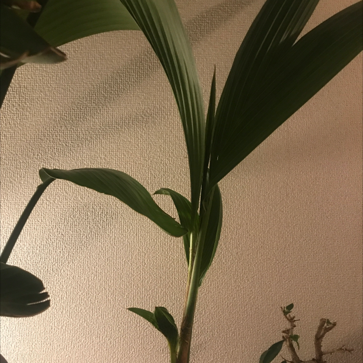 Young coconut plant with long green leaves against a plain wall.