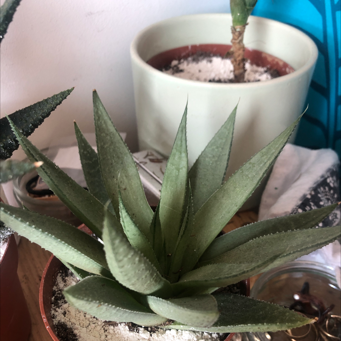 Photo of the plant species Haworthia glabrata by Plant parent named Queen Succ on Greg, the plant care app