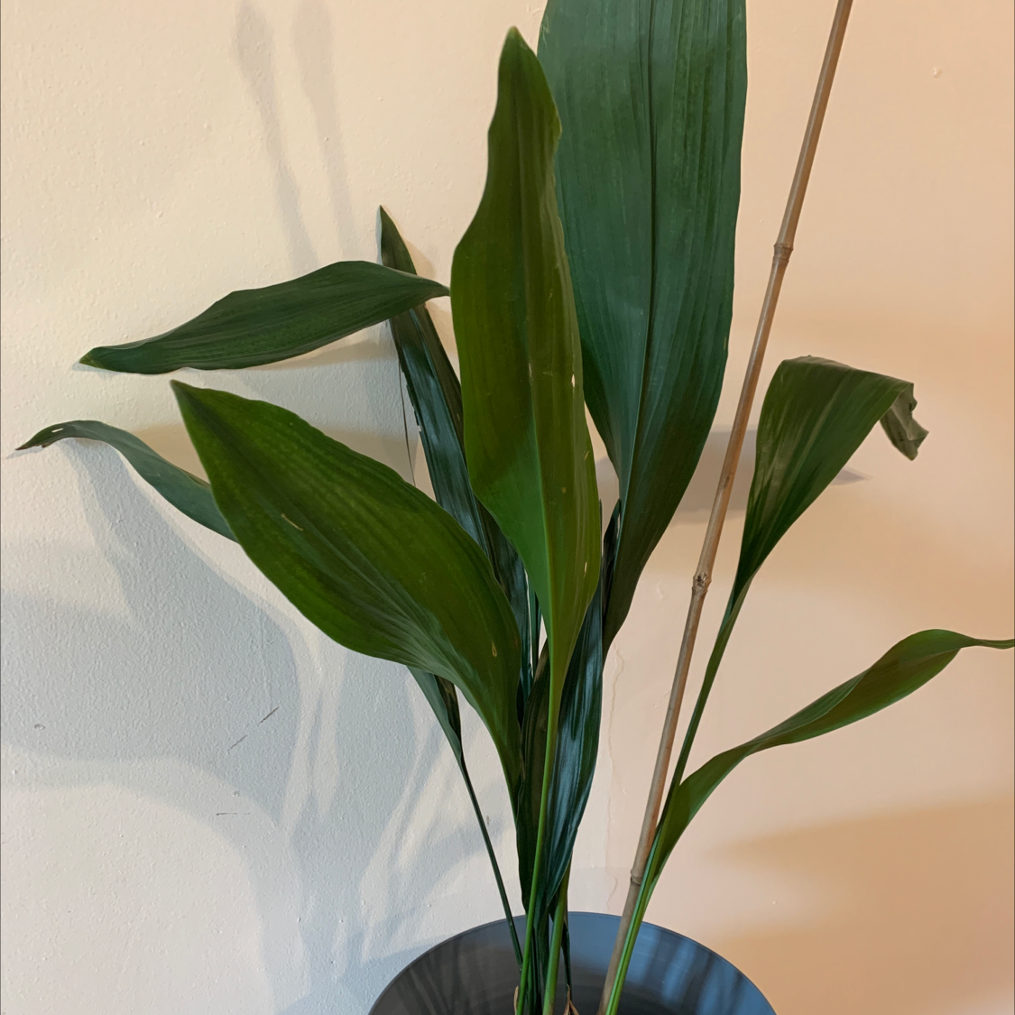 Cast Iron Plant with healthy green leaves in a pot.