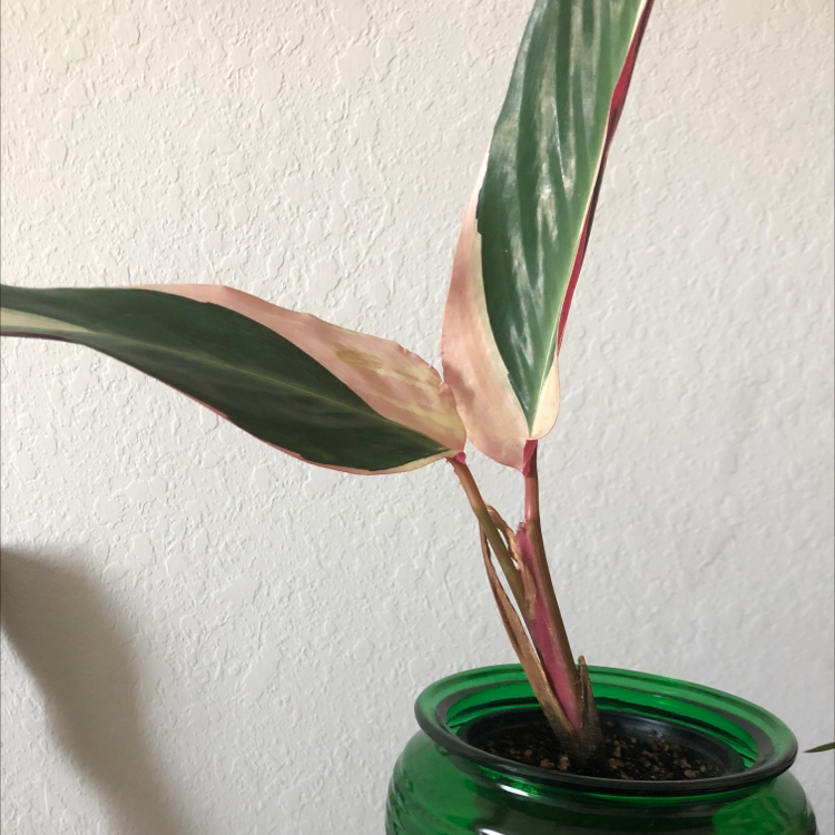 Triostar Stromanthe plant with variegated leaves in a green pot, showing some yellowing and browning.