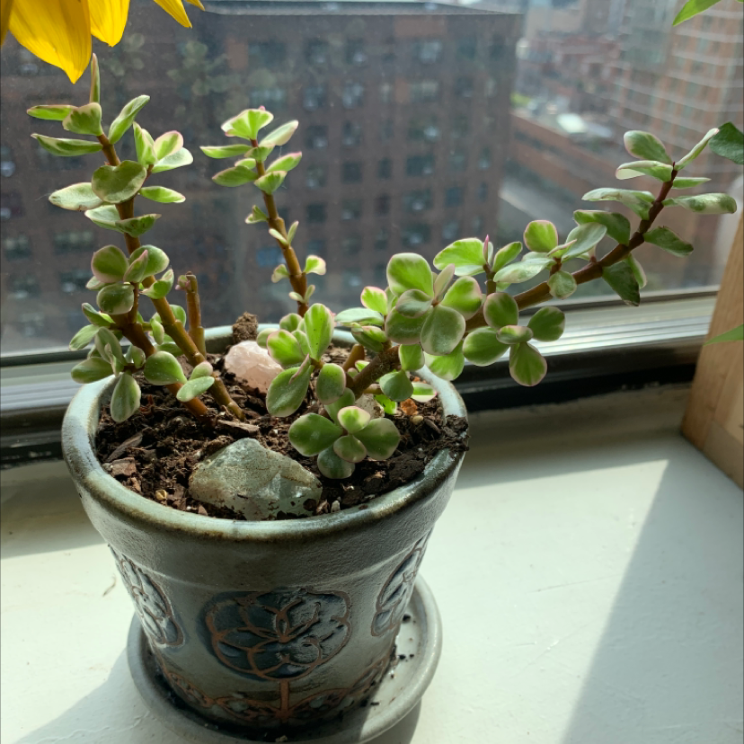 Potted Elephant Bush (Portulacaria afra) on a windowsill with healthy green leaves.