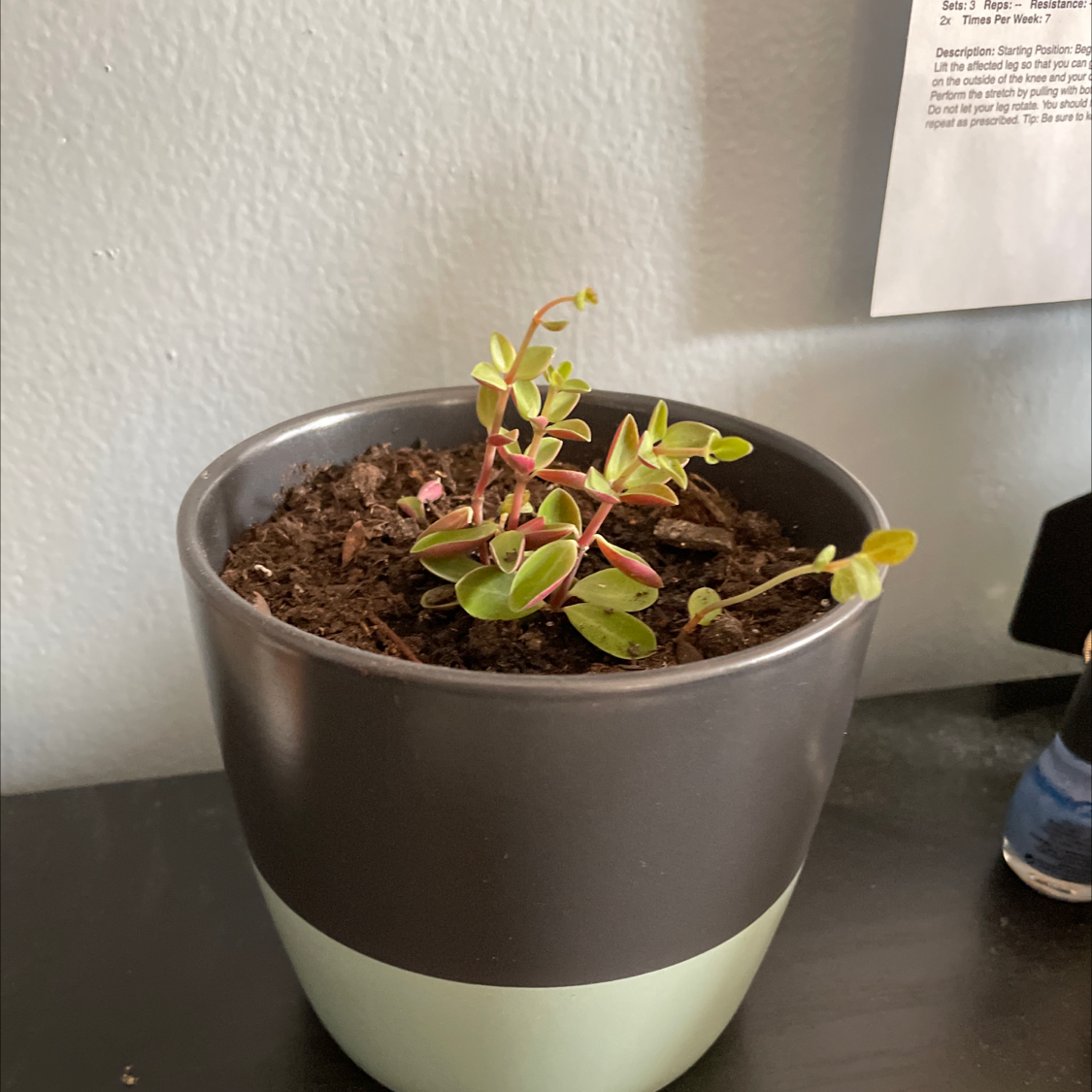 Potted Calico Kitten plant with green and pink leaves, visible soil.