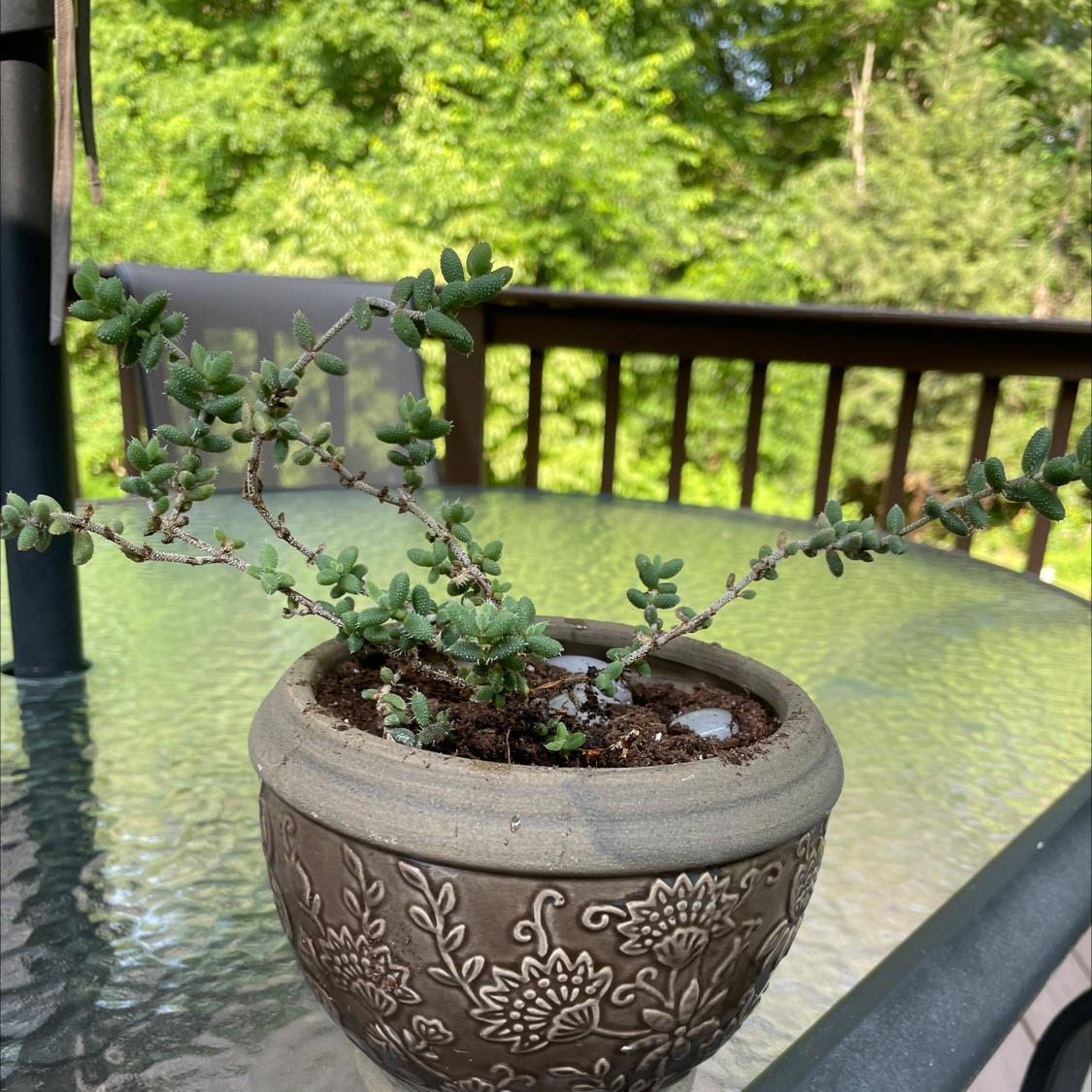 Potted Deltoid-Leaved Dew Plant on a glass table with a patio background.